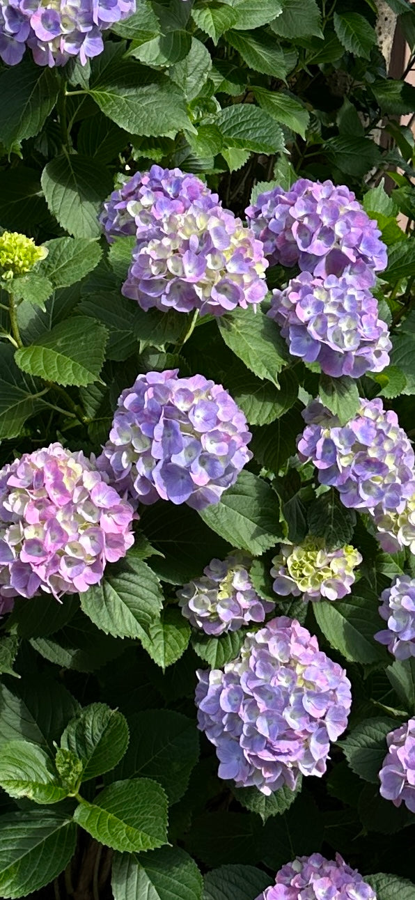 紫陽花の季節